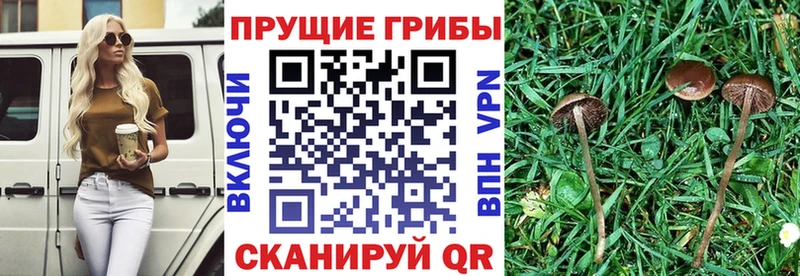 Галлюциногенные грибы Psilocybe  где можно купить   Камешково 